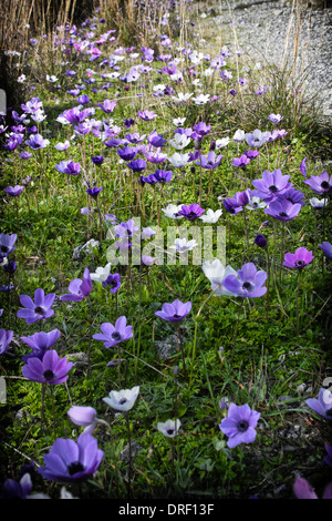 Wild Anemones form a sea of blue, purple, pink and white on a green roadside verge in Crete. Stock Photo