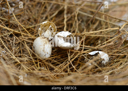 Broken nest egg Stock Photo