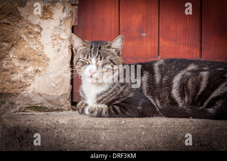 Domme, Dordogne, France, Europe. Beautiful cat sunbathing on doorstep with eyes closed. Stock Photo
