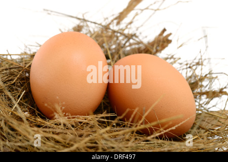 Egg in a Nest Stock Photo