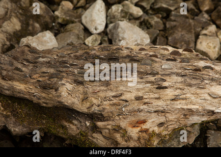 Fallen tree trunk with coins hammered in Malham Cove Yorkshire UK Stock Photo