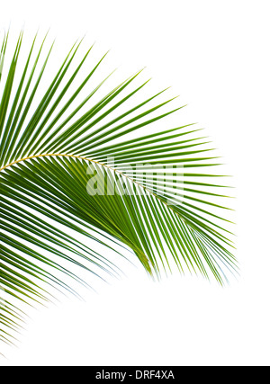 Green palm leaf isolated on white background Stock Photo - Alamy