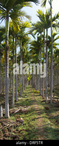 A grove of Areca Palm trees (Areca catechu) are the source of the much enjoyed betel nut, chewed in many parts of the East. Stock Photo