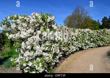 Malus Evereste (Crab Apple) Hedge in Blossom at RHS Garden Harlow Carr, Harrogate, Yorkshire. Stock Photo