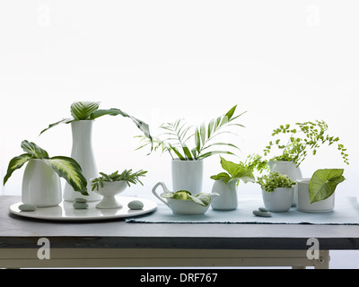 Maryland USA jugs vases green leaves and foliage Studio shot Stock Photo