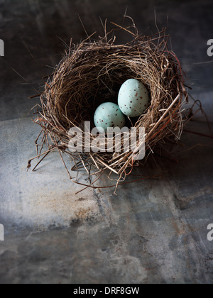 Maryland USA woven bird's nest Two small turquoise eggs