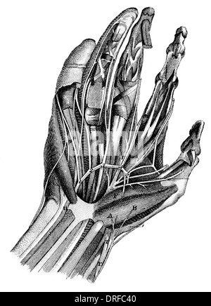 blood vessels veins in the human hand Stock Photo