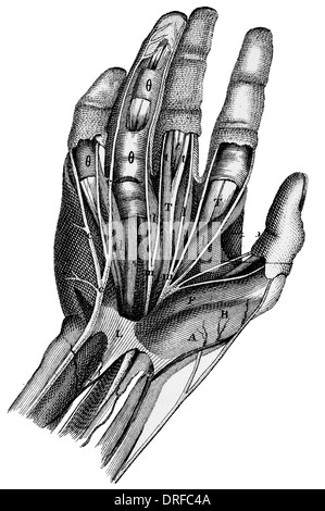 Human hand anatomy, artwork Stock Photo - Alamy