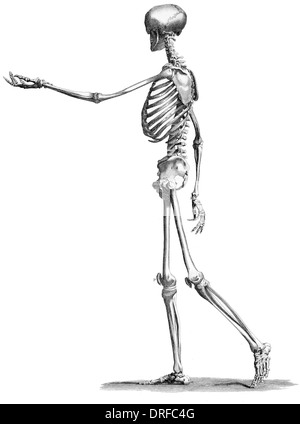 side view standing skeleton of human body Stock Photo