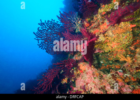 Red gorgonian sea fan, Adriatic Sea, Croatia, Europe Stock Photo