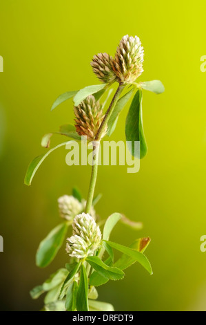 Hop Trefoil, Trifolium campestre, vertical portrait of flowers with nice outfocus background. Stock Photo