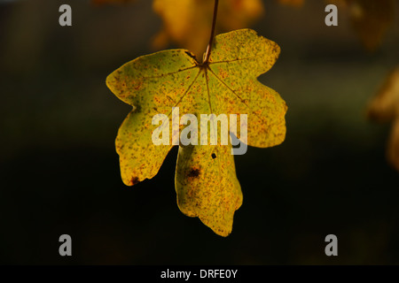 Photo of a sycamore leaf taken in the early morning light during late Autumn Stock Photo