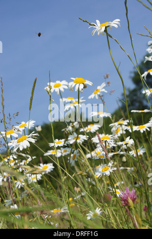 Field of wild daisies, clover and a bee Stock Photo