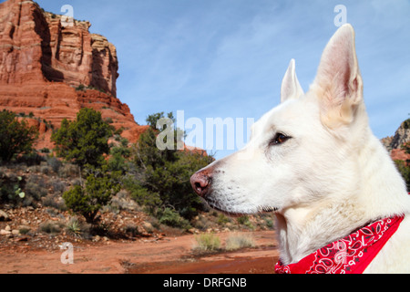 White German Shepherd wearing scarf on hike near the Courthouse Butte Stock Photo