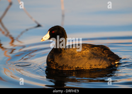 American Coot in a prairie lake at sunset, Alberta Canada Stock Photo