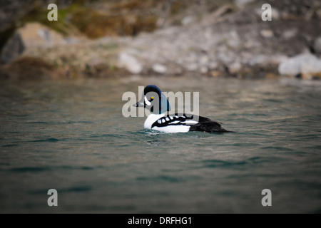 Barrow's Goldeneye in a mountain pond, Alberta Canada Stock Photo