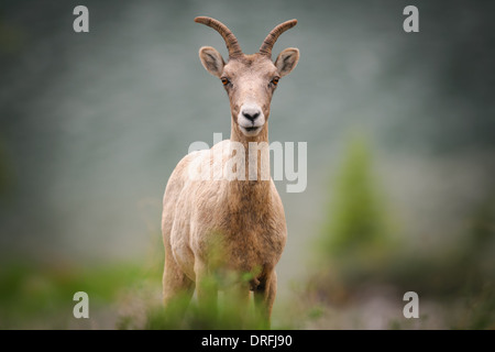 Young Rocky Mountain Bighorn Sheep Kananaskis Country Alberta Canada Stock Photo