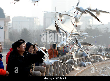 Qingdao, China's Shandong Province. 25th Jan, 2014. Citizens view sea gulls at the coastline in Qingdao, east China's Shandong Province, Jan. 25, 2014. © Feng Jie/Xinhua/Alamy Live News Stock Photo