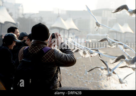 Qingdao, China's Shandong Province. 25th Jan, 2014. Citizens view sea gulls at the coastline in Qingdao, east China's Shandong Province, Jan. 25, 2014. © Feng Jie/Xinhua/Alamy Live News Stock Photo