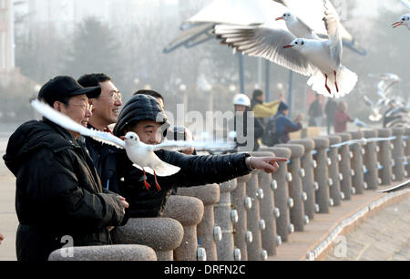 Qingdao, China's Shandong Province. 25th Jan, 2014. Citizens view sea gulls at the coastline in Qingdao, east China's Shandong Province, Jan. 25, 2014. © Feng Jie/Xinhua/Alamy Live News Stock Photo