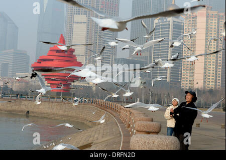 Qingdao, China's Shandong Province. 25th Jan, 2014. Citizens view sea gulls at the coastline in Qingdao, east China's Shandong Province, Jan. 25, 2014. © Feng Jie/Xinhua/Alamy Live News Stock Photo