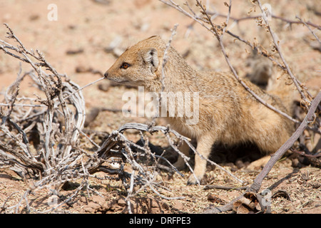 Yellow Mongoose (cynictis penicillata) in the kalahari desert, South Africa Stock Photo