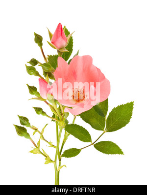 rosehip flower isolated on white background Stock Photo - Alamy