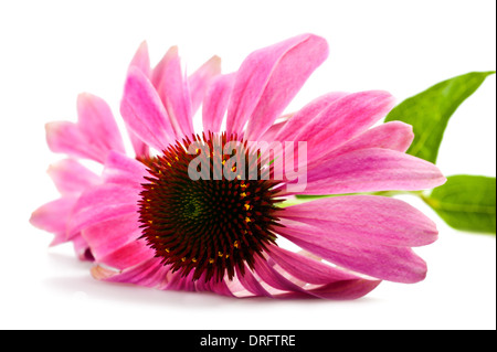Echinacea flower isolated on white Stock Photo