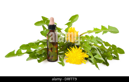 Dandelion flower and dandelion isolated on white background Stock Photo