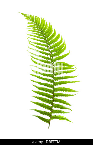 fern branch isolated on white Stock Photo