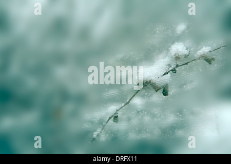 In snowy day, Snowflake is piled up on a tree branch Stock Photo