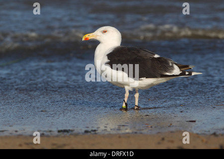 Adult Great black-backed Gull Larus marinuson a beach in the UK Stock Photo
