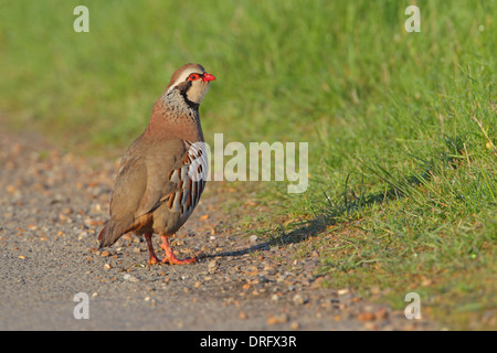 Red-legged or French Partridge (Alectoris rufa). Foot prints in melting ...