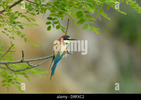 Bienenfresser, Merops apiaster,  european bee eater Stock Photo
