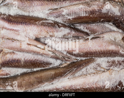 frozen carcass fish in brick for trade, background Stock Photo