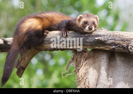 Captive European Polecat. May Stock Photo