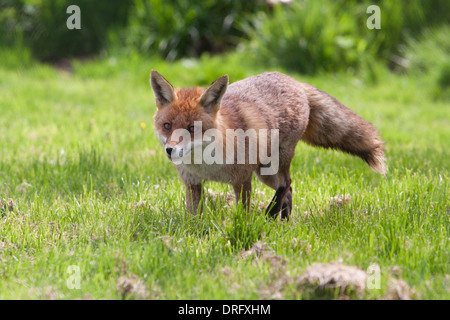 European Red Fox in the UK. May Stock Photo