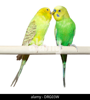 Two Budgie sit on a perch over white background Stock Photo