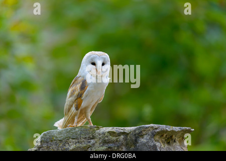 Schleiereule, Tyto alba, Barn Owl Stock Photo