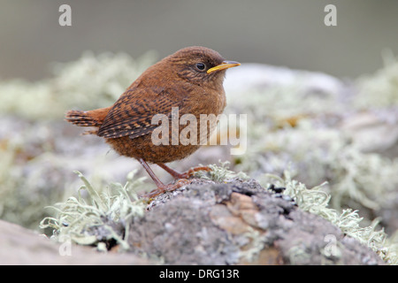 A recently-fledged juvenile Shetland Wren (Troglodytes troglodytes zetlandicus) on a dry stone wall on the island of Mousa, Shetland Stock Photo