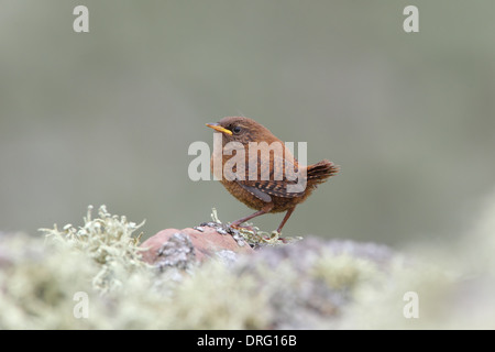 A recently-fledged juvenile Shetland Wren (Troglodytes troglodytes zetlandicus) on a dry stone wall on the island of Mousa, Shetland Stock Photo