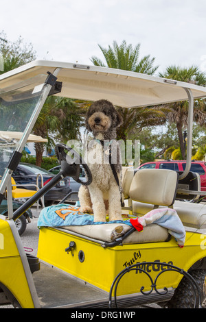 Dog sitting in golf cart in village of Boca Grande on Gasparilla  Island Florida Stock Photo