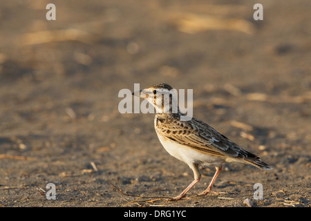 Bimaculated Lark - Melanocorypha bimaculata Stock Photo