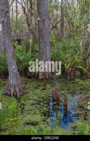 Six Mile Cypress Slough Preserve in Fort Myers Florida Stock Photo