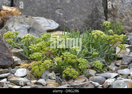 Rock-samphire - Crithmum maritimum (Apiaceae) Stock Photo