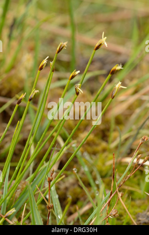 Deergrass, Trichophorum germanicum Stock Photo
