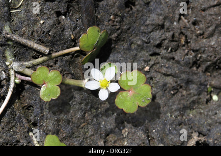 Round-leaved Crowfoot - Ranunculus omiophyllus (Ranunculaceae) Floating Stock Photo