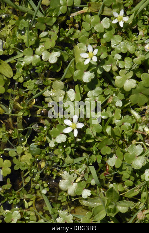 Round-leaved Crowfoot - Ranunculus omiophyllus (Ranunculaceae) Floating Stock Photo