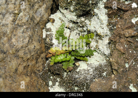 Sea Spleenwort - Asplenium marinum Stock Photo