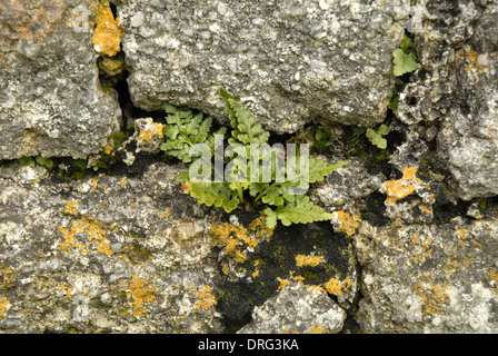 Black Spleenwort - Asplenium adiantum-nigrum Stock Photo
